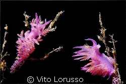 Nudibranchs - Flabellina affinis (with eggs) by Vito Lorusso 